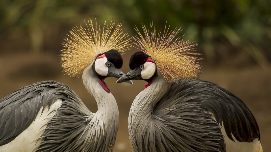 Grus canadensis