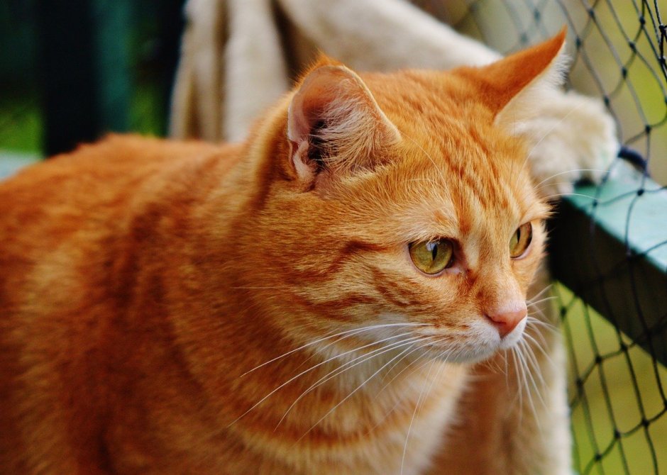 Красный котенок