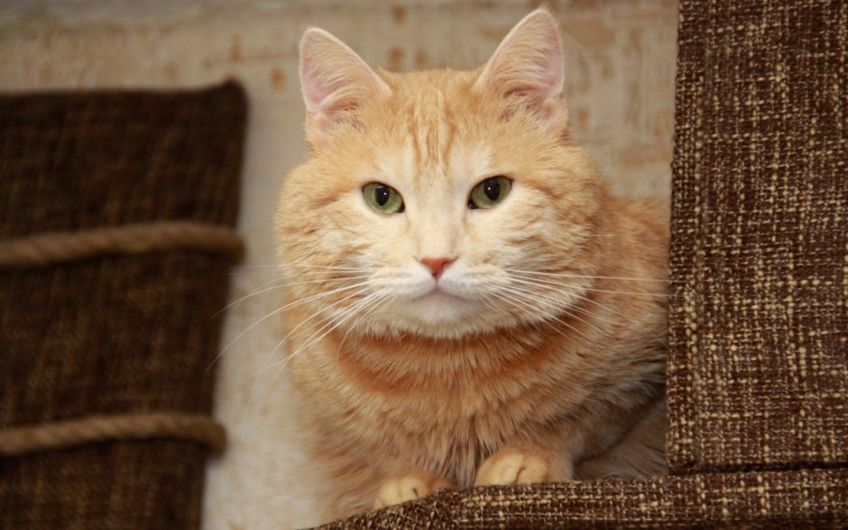 Рыжий кот