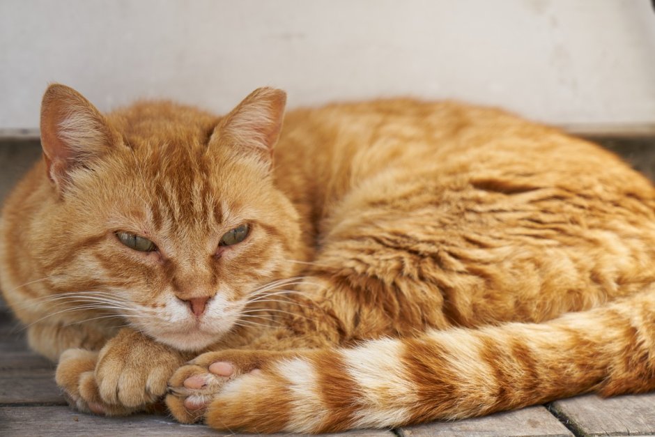 Породы рыжих котов короткошерстных