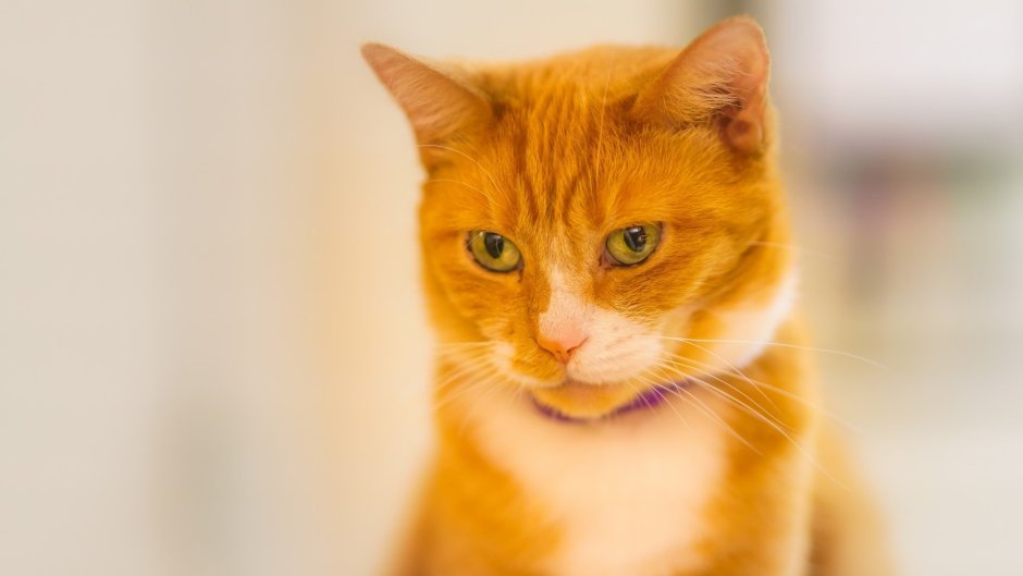 Нос рыжего кота