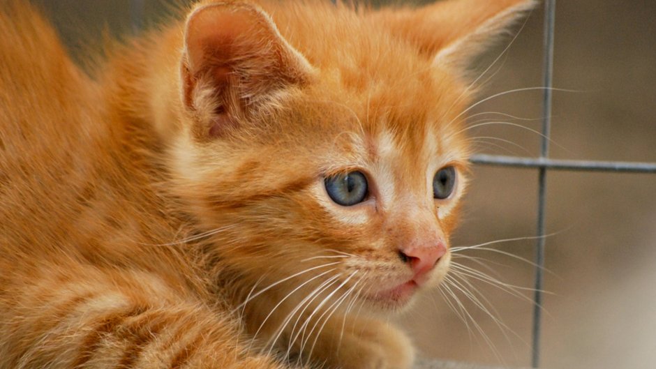 Европейская короткошерстная кошка рыжая