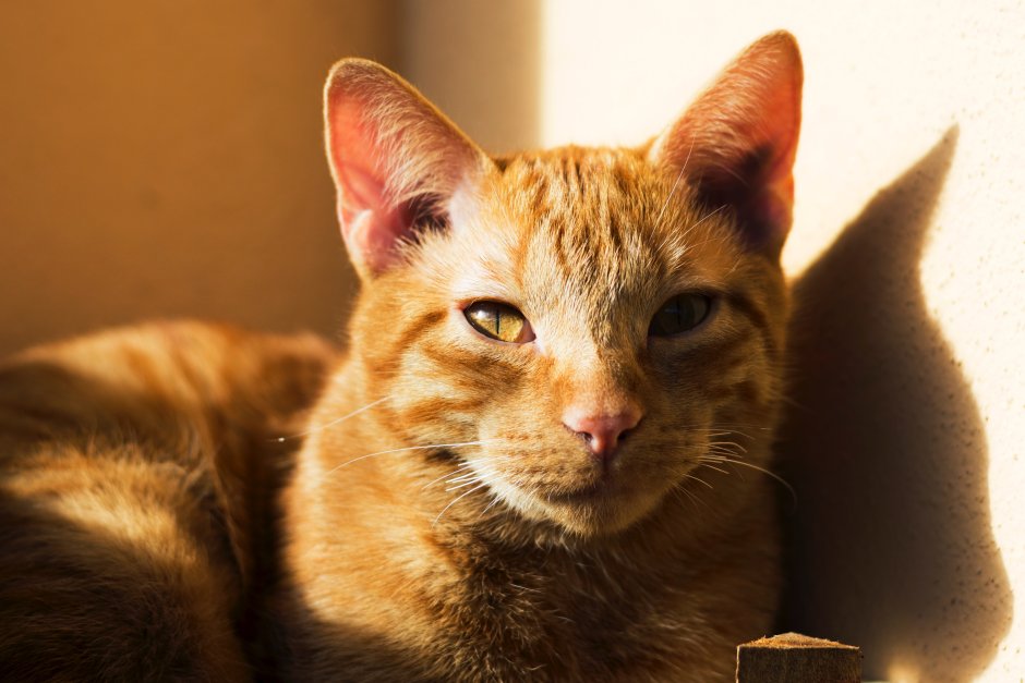 Котята рыжие короткошерстные