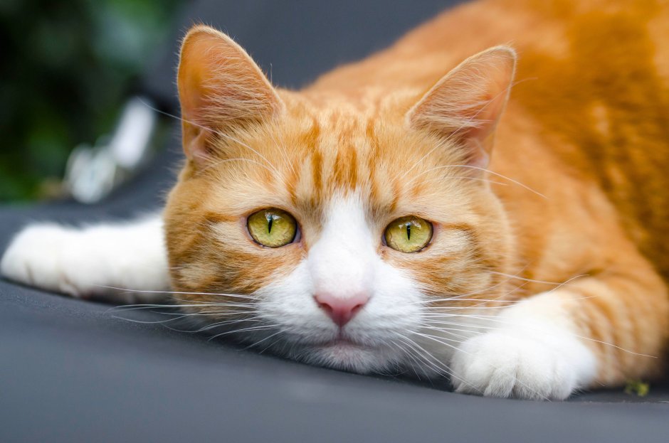 Европейский короткошерстный кот рыжий