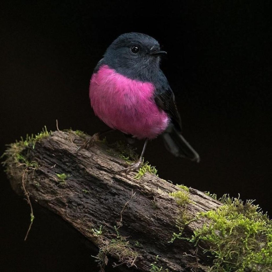 Pink Robin