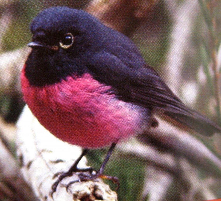 Scarlet Robin