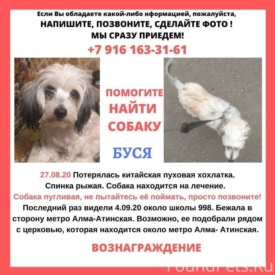 Пропала найдена собака