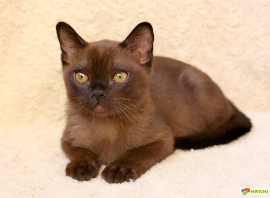 Бурманская кошка Sable