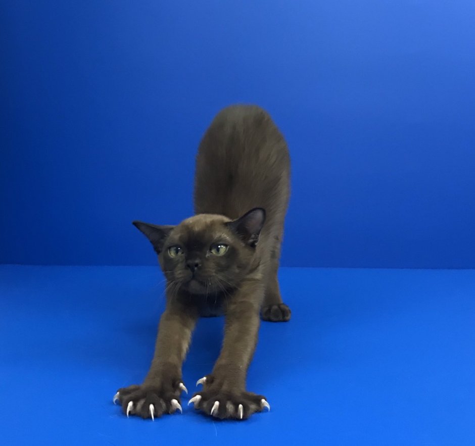 Бурда кошка