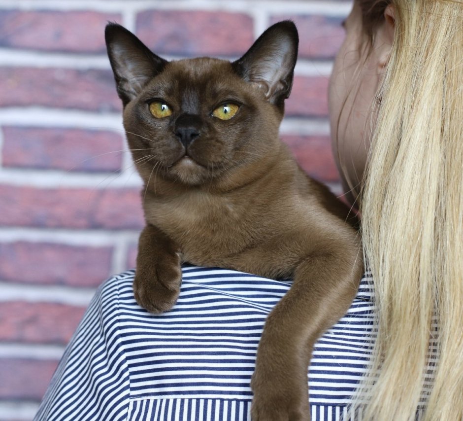 Бурманская кошка