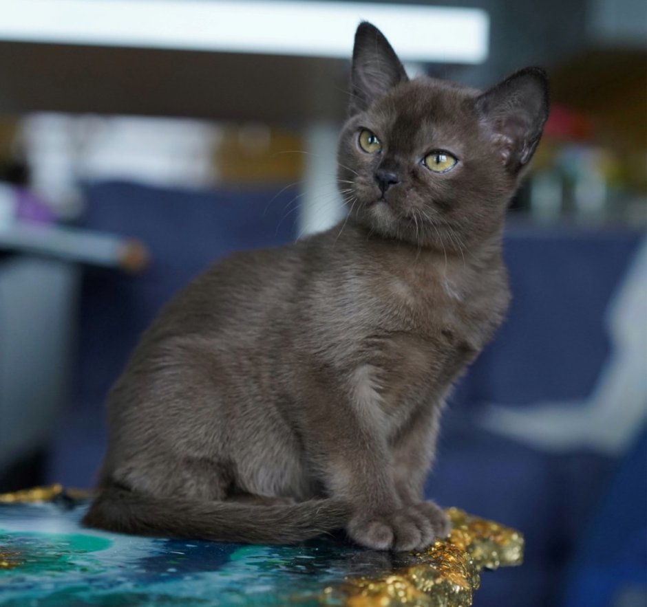 Европейская Бурманская кошка питомник