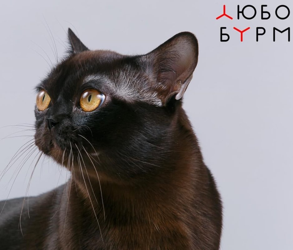 Кошка американская Бурма