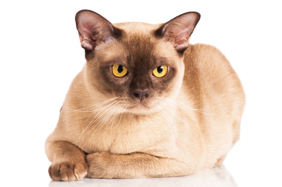 Рисунок бурманской кошки