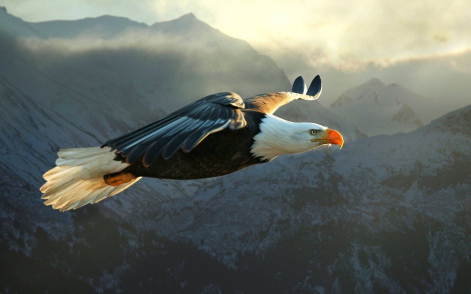 Кречет Falco rusticolus