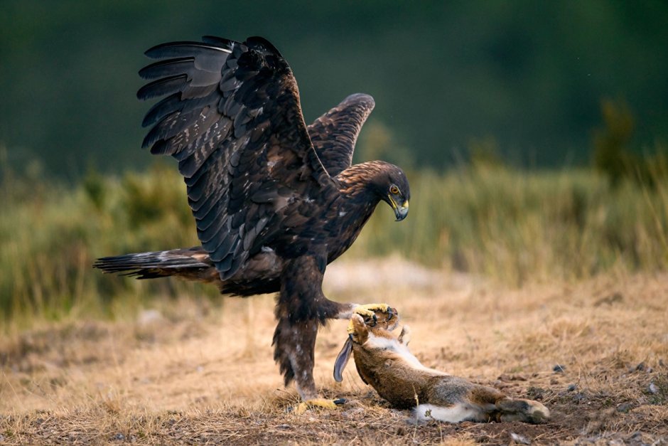Martial Eagle (Polemaetus bellicosus)