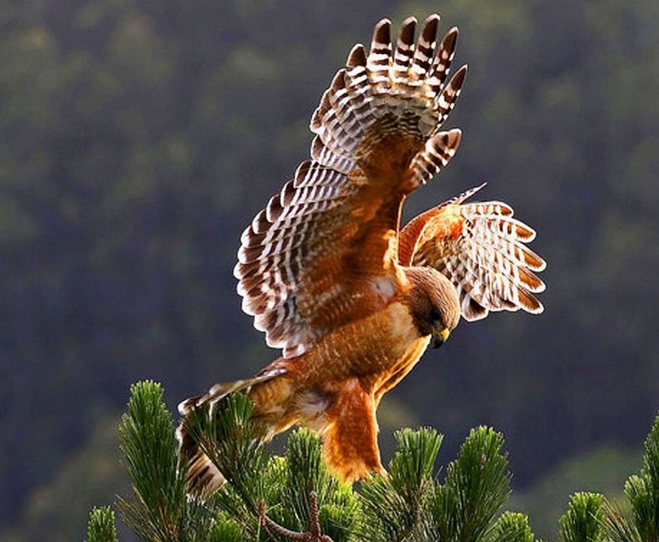 Дербник (Falco columbarius)