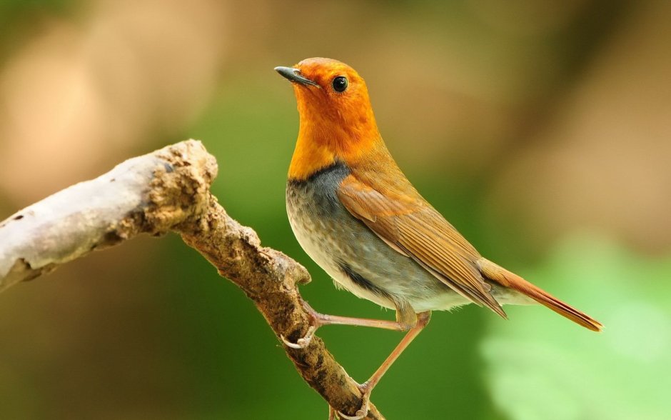 Зарянка птица поет ночью