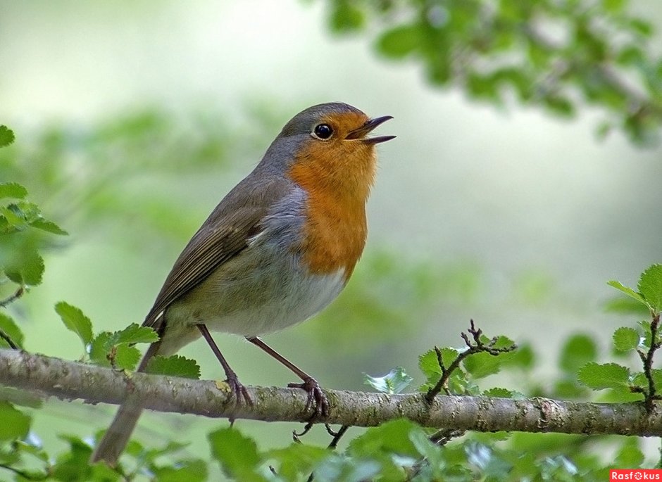 Лесные птицы Ленинградской Зарянка