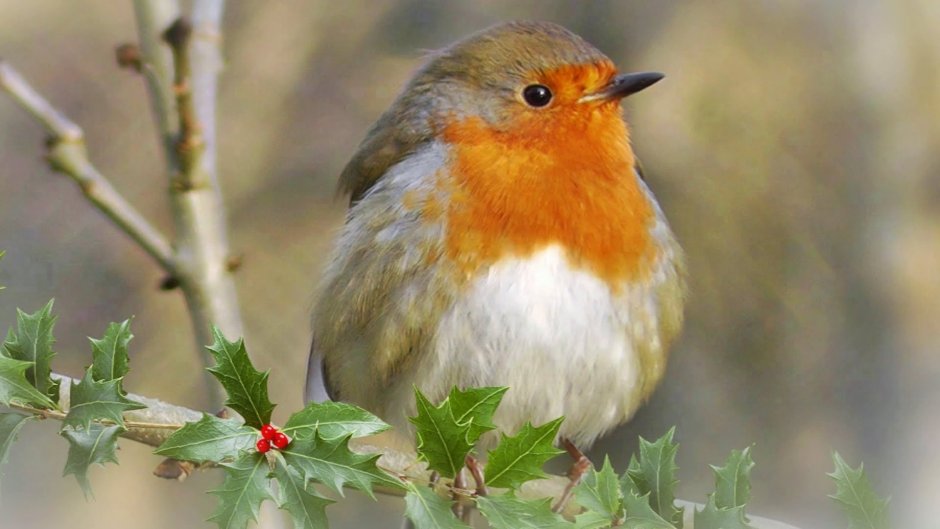 Природа и животные