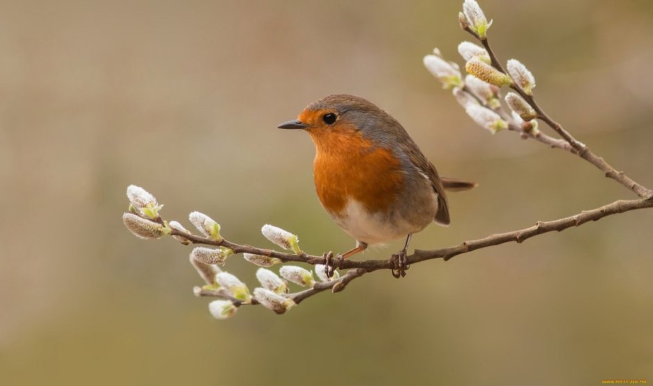 Зарянка птица зимой