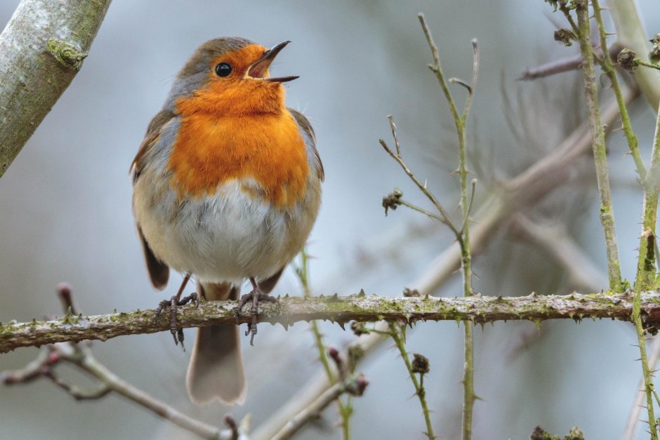 Дикие певчие птицы Кубани