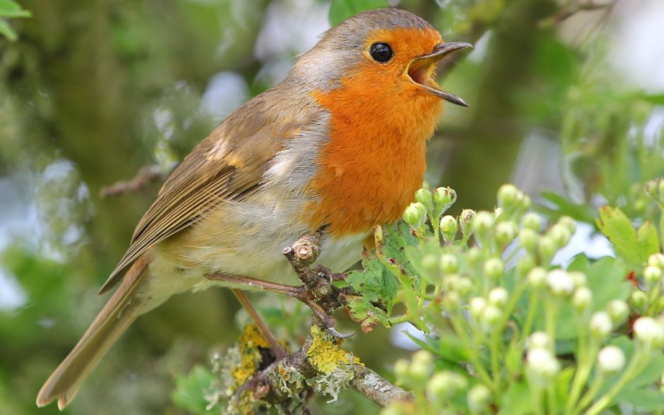 Робин Малиновка