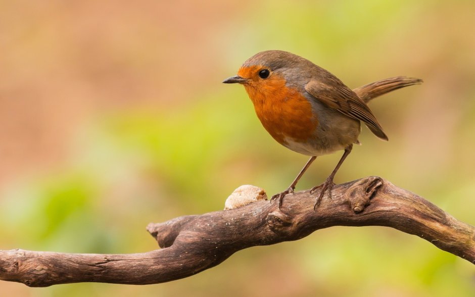 Птица Зарянка на ветке