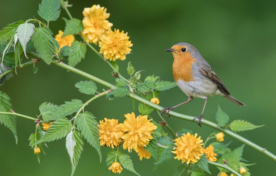 Малинка птица