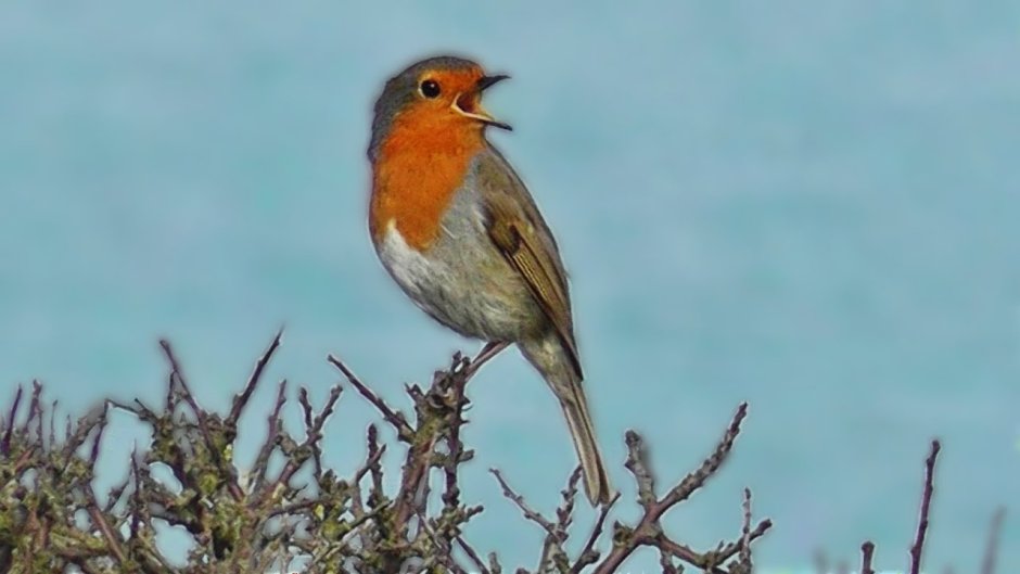 Зарянка цветок