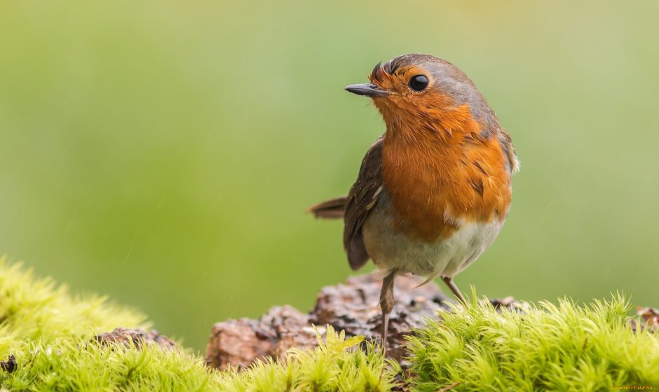 Перелетные птицы Зарянка
