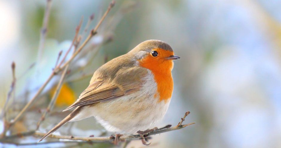 Зарянка Малиновка горихвостка