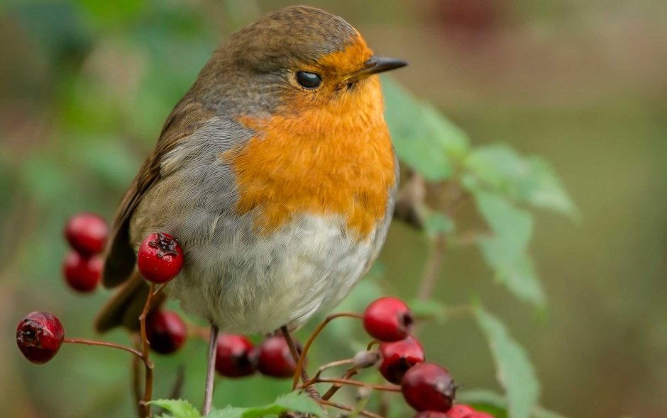 Талка птица