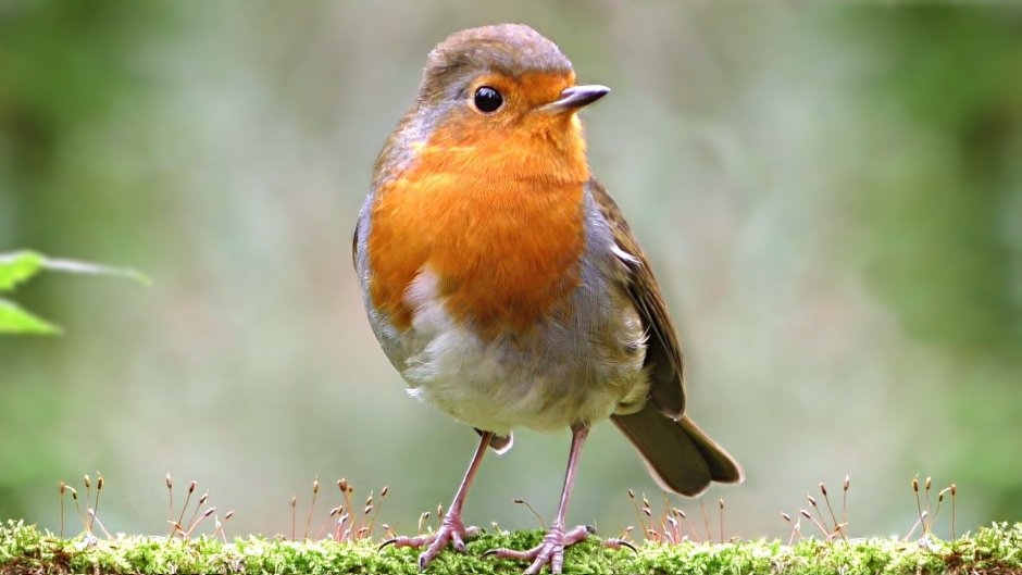 Розовая Зарянка