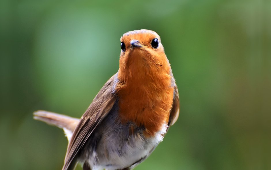 Белохвостая Горная Зарянка