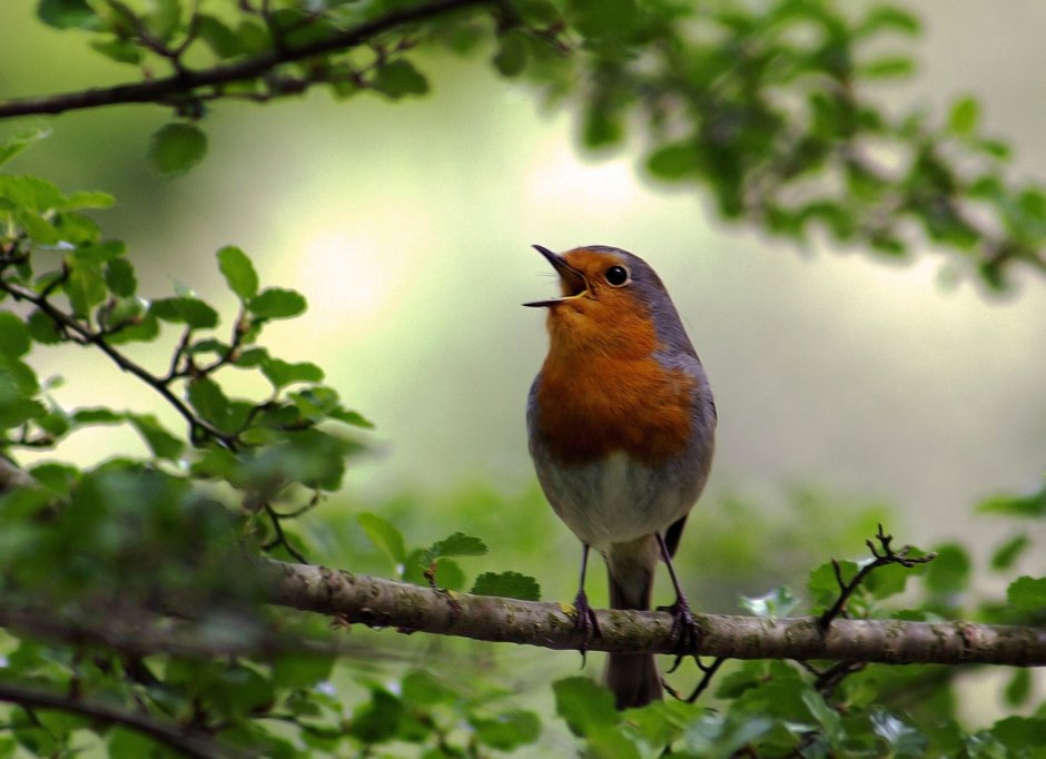 Птица Робин Малиновка