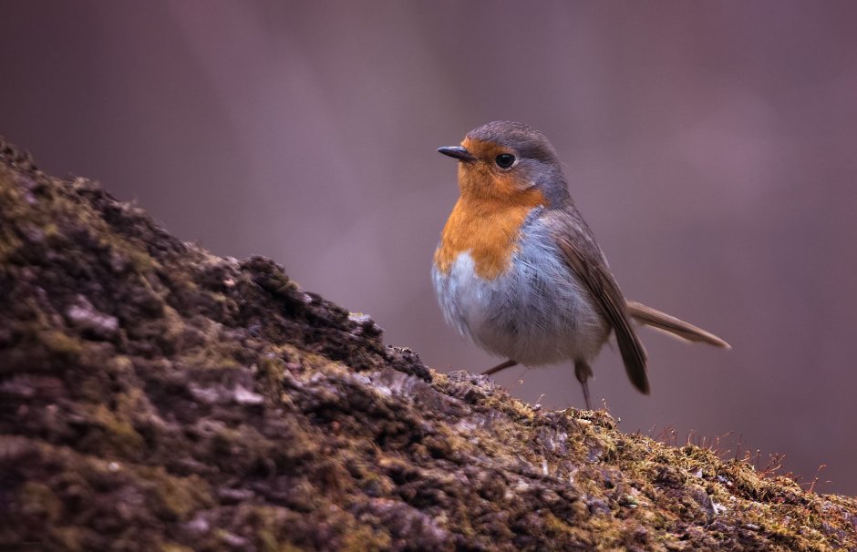 Робин птица