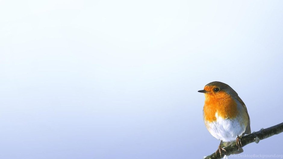 Зарянка Зарянка