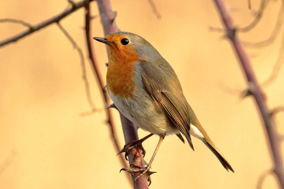 Певчие певчие птицы Крыма