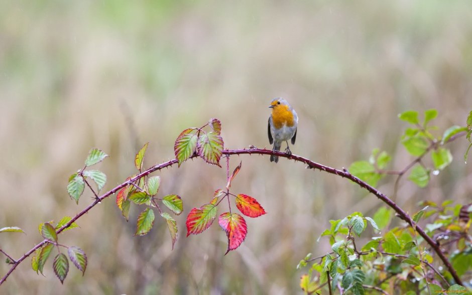 Пение зарянки (Малиновки) Орнитотерапия