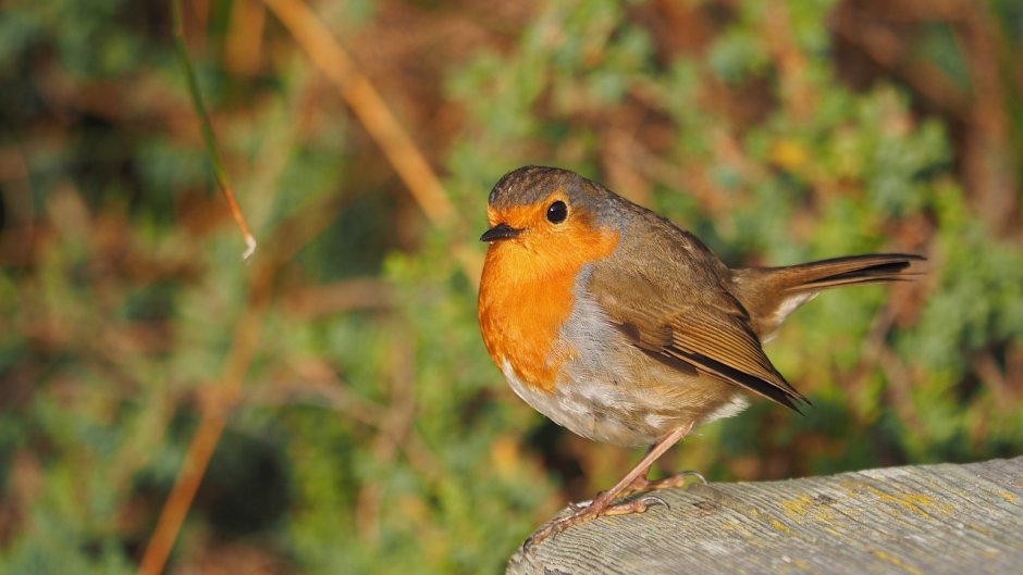 Птица Зарянка Лесная птица?
