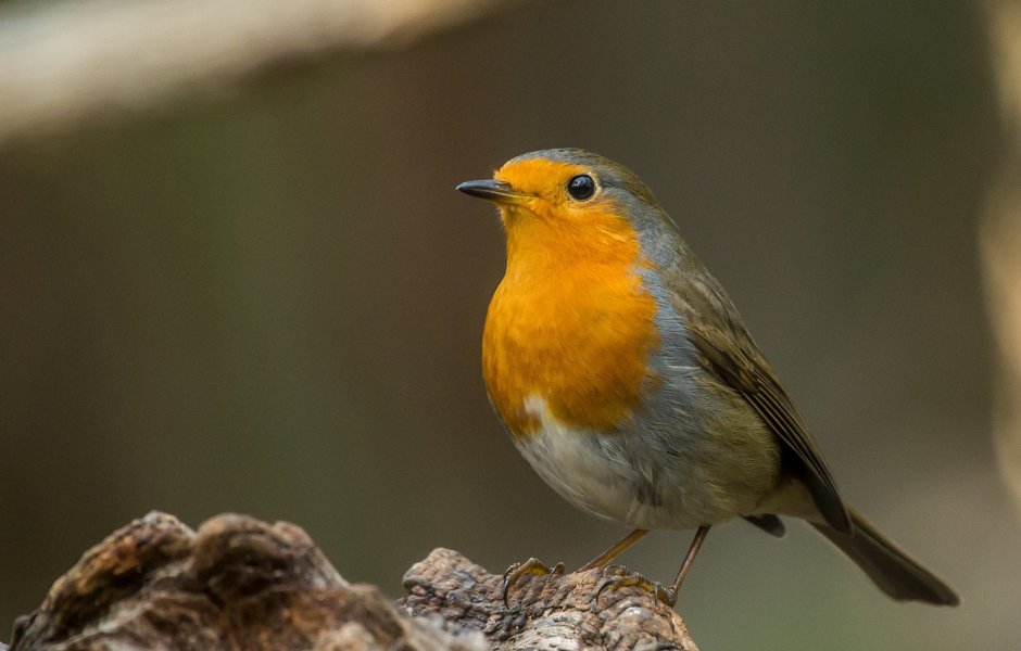 Зарянка птица