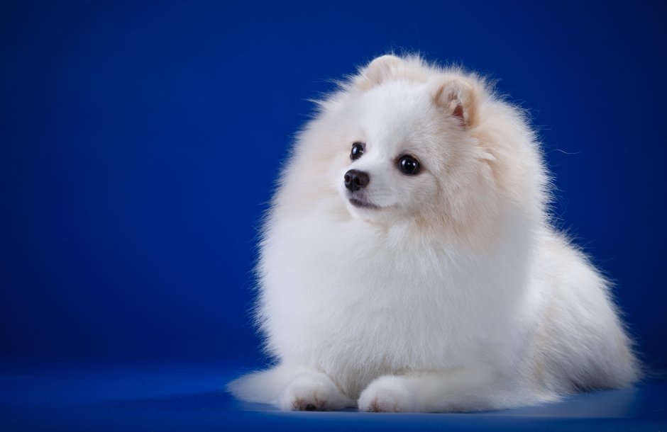 Королевский шпиц белый