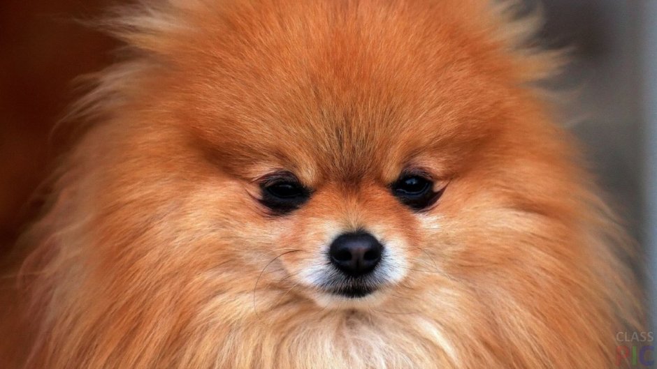 Померанский шпиц породы собак