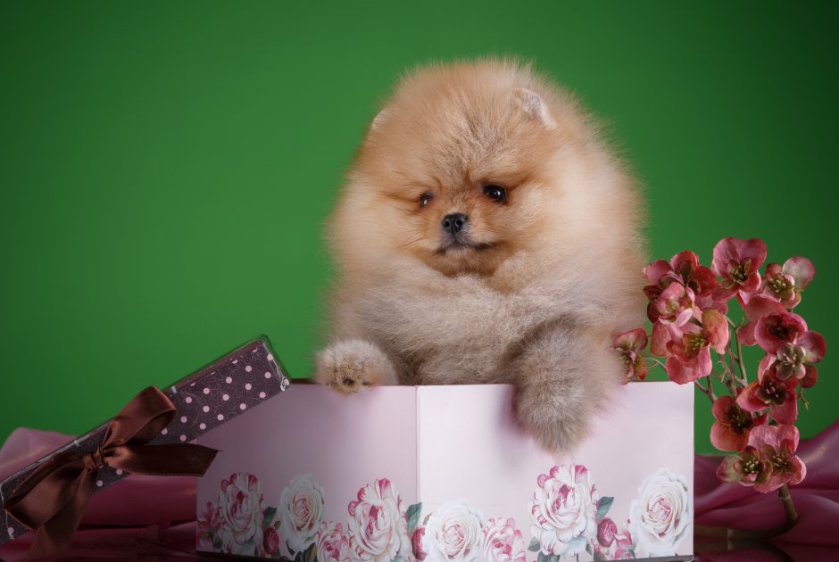 Померанский шпиц