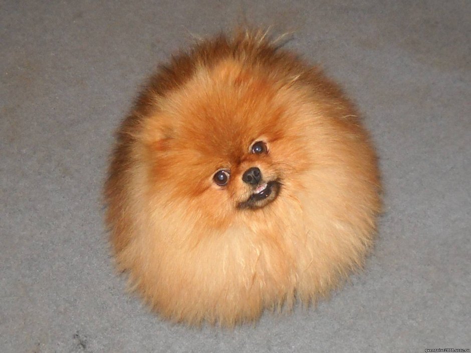 Померанский шпиц лохматый