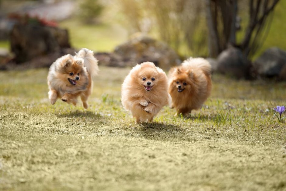 Померанский шпиц