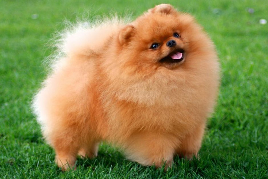 Карликовый цвергшпиц