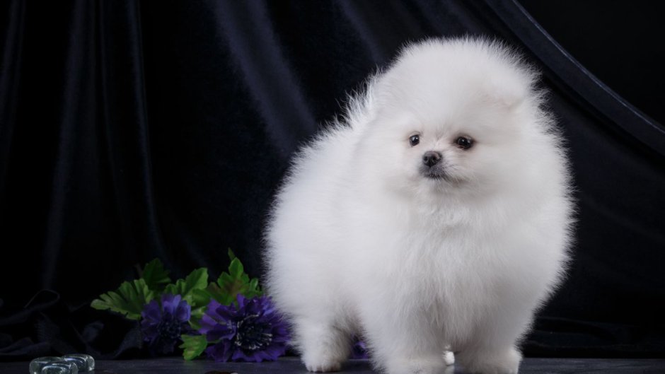 Шпиц померанец белый