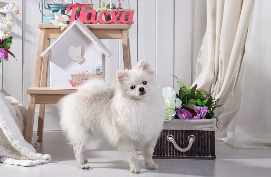 Мини шпиц белый