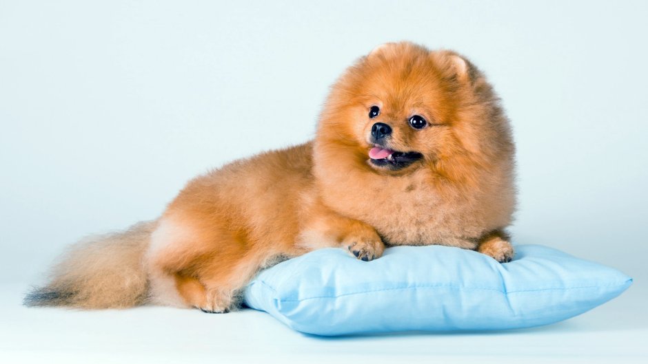 Померанский шпиц породы собак